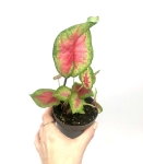 Caladium 'Rosebud' S