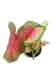 Caladium 'Rosebud' S
