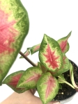 Caladium 'Rosebud' S