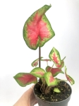 Caladium 'Rosebud' S