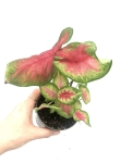 Caladium 'Rosebud' S