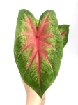 Caladium 'Rosebud' - liść