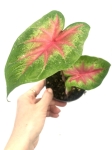 Caladium 'Rosebud' S