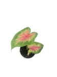 Caladium 'Rosebud' S