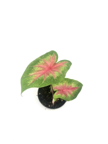 Caladium 'Rosebud'