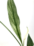 Skrzydłokwiat 'Silver Cupido'