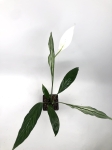 Skrzydłokwiat 'Silver Cupido'