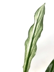 Skrzydłokwiat 'Silver Cupido'