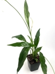 Skrzydłokwiat 'Silver Cupido'