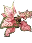 Caladium Florida Sweetheart L
