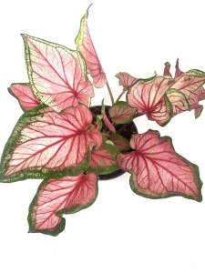 Caladium Florida Sweetheart