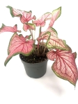 Caladium Florida Sweetheart L