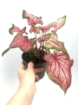 Caladium Florida Sweetheart L