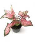 Caladium Florida Sweetheart L