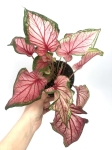 Caladium Florida Sweetheart L