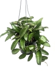 Hoya rosita M