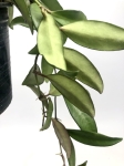 Hoya rosita