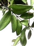 Hoya rosita M