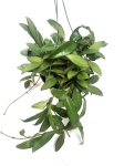 Hoya rosita M