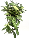 Hoya rosita M