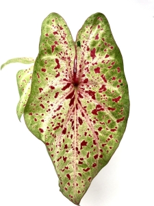 Caladium Miss Muffet