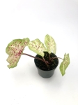 Caladium Miss Muffet M