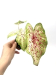 Caladium Miss Muffet M