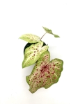 Caladium Miss Muffet M