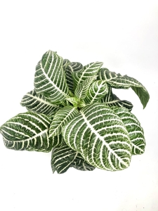 Aphelandra squarrosa 'Dania' /  Afelandra stercząca