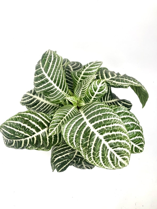 Aphelandra squarrosa 'Dania' XL