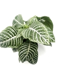 Aphelandra squarrosa 'Dania' XL
