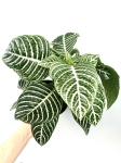 Aphelandra squarrosa 'Dania' XL