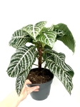 Aphelandra squarrosa 'Dania' XL
