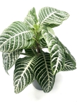 Aphelandra squarrosa 'Dania' XL