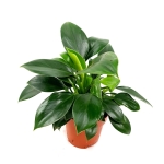 Philodendron Green Princess L