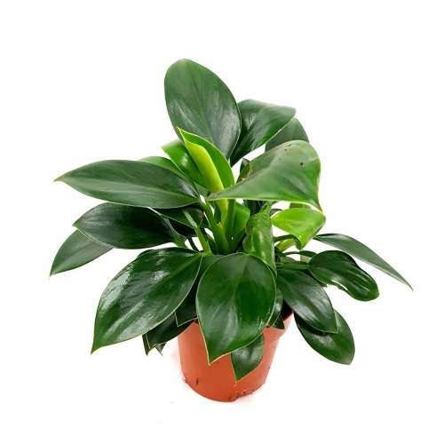 philodendron painted lady kaufen Painted Lady Philodendron - Live Plant in a 4 Inch Pot - Philodendron erubescens - Rare and Stunning Houseplant with Unique Foliage main image 1