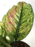 Aglaonema Heng Heng - liść