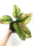 Aglaonema Heng Heng XL