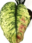 Aglaonema Heng Heng - liść