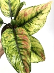 Aglaonema Heng Heng XL