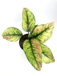 Aglaonema Heng Heng XL