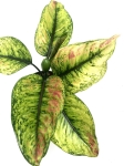 Aglaonema Heng Heng XL