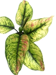 Aglaonema Heng Heng