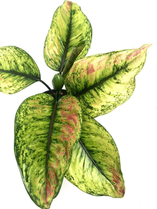 Aglaonema Heng Heng XL