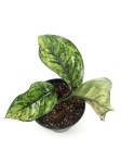 Aglaonema Heng Heng M