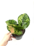 Aglaonema Heng Heng M