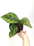 Aglaonema Heng Heng M