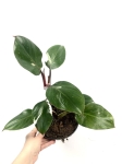Philodendron White Knight XL