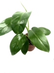 Philodendron domesticum L