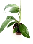Philodendron domesticum L